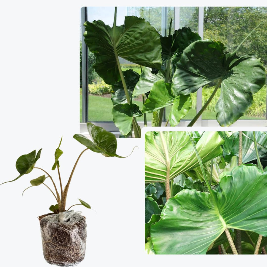 Alocasia Plant Green Stem, Elephant Ear Plants, Variegated Colocasia Plant, Colocasia Alocasia Esculenta Taro for Indoor Outdoor Gardens, Very Cold Hardy