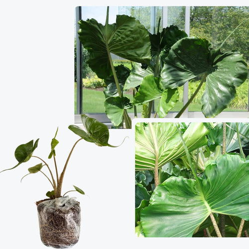 Alocasia Plant Green Stem, Elephant Ear Plants, Variegated Colocasia Plant, Colocasia Alocasia Esculenta Taro for Indoor Outdoor Gardens, Very Cold Hardy