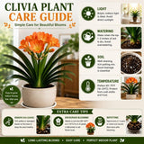 Orange Clivia Live Plant in 6 Inch Pot - 6-8" Tropical Flowering Houseplant, Perennial Clivia Flower Plant for Indoor Outdoor Planting