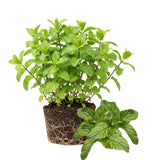 TANKDA Sets 2 Live Mint Plants Herb in 3.5" Pot, Fresh Mojito for Indoor Outdoor Growing, Spring Planting, 5-9" in Tall