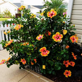 Hibiscus Flower Plant, Hibiscus Plants Live, Tropical Hibiscus Plant, Orange Sunset, Zone 10 to 12, Size 5 to 7 Inch Tall