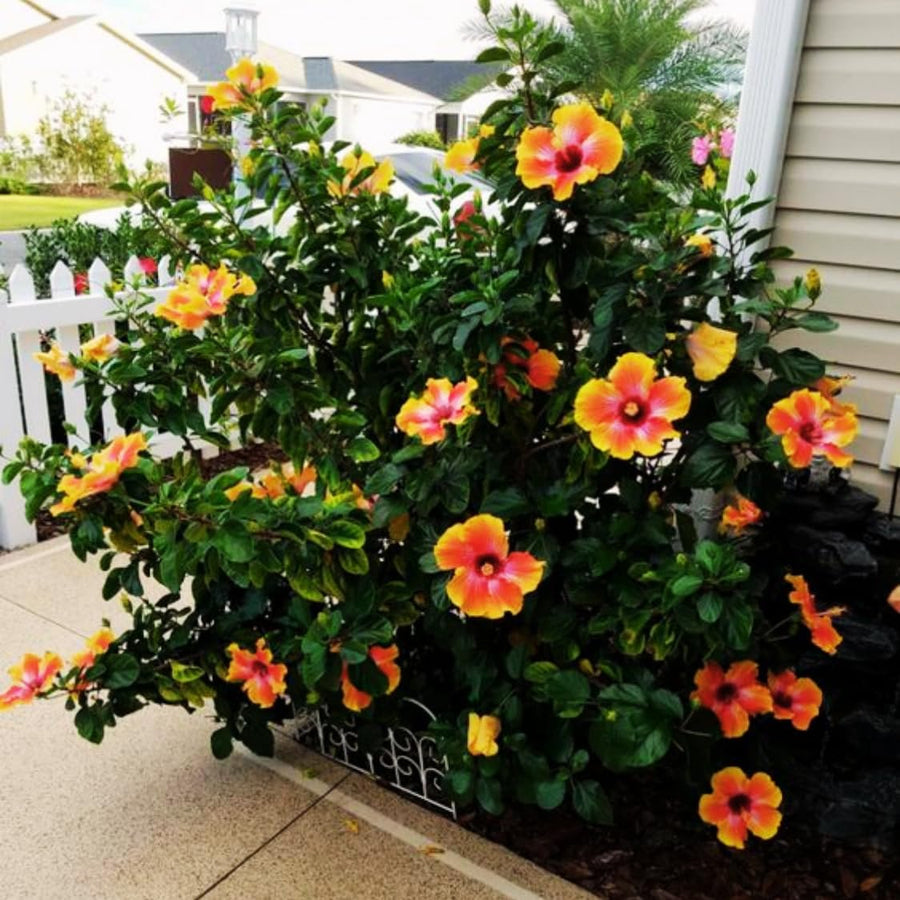 Hibiscus Flower Plant, Hibiscus Plants Live, Tropical Hibiscus Plant, Orange Sunset, Zone 10 to 12, Size 5 to 7 Inch Tall