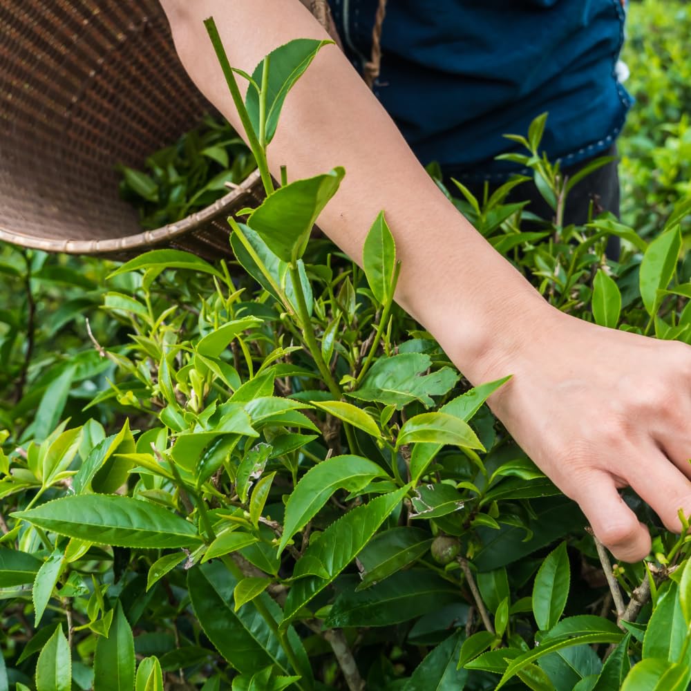 Tea Plant Live, Camellia Sinensis Plant, Green Tea Tree Full Rooted in 1 Gallon Pot, Fragrant White Flowers for Outdoor Growing