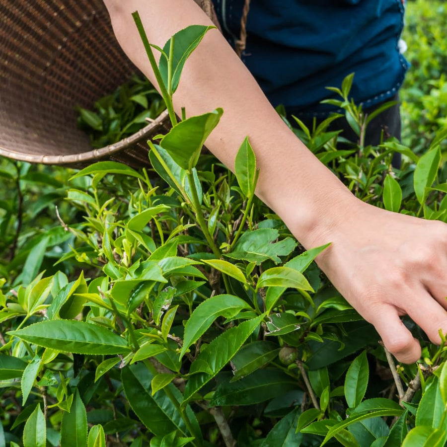 Tea Plant Live, Camellia Sinensis Plant, Green Tea Tree Full Rooted in 1 Gallon Pot, Fragrant White Flowers for Outdoor Growing