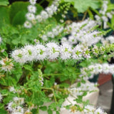 TANKDA Sets 2 Live Mint Plants Herb No Pot, Fresh Strawberry Mint for Indoor Outdoor Growing, Spring Planting, 5-9" in Tall
