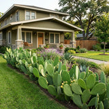 Thornless Prickly Pear Cactus Plants Live, Potted Prickly Pear Cactus Plant, 4-6 Inc Tall, Easy Care Succulent Plants for Indoor Outdoor Garden Growing