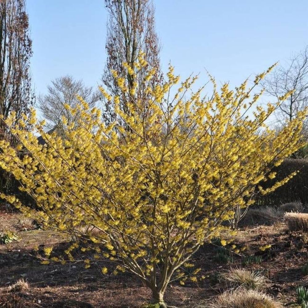 Live Witchhazel Tree Plant 12-16 Inch Tall for Yard and Outdoor Planting, Yellow Witch Hazel Plant, Bareroot Plant