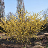 Live Witchhazel Tree Plant 12-16 Inch Tall for Yard and Outdoor Planting, Yellow Witch Hazel Plant, Bareroot Plant