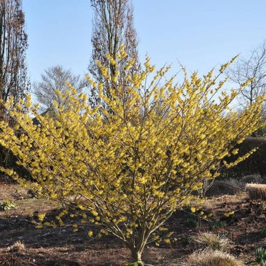 Live Witchhazel Tree Plant 12-16 Inch Tall for Yard and Outdoor Planting, Yellow Witch Hazel Plant, Bareroot Plant