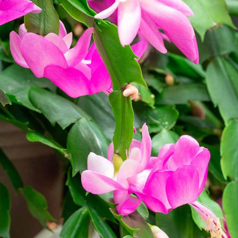 2 Live Pink Christmas Cactus Plants, Pink Christmas Cactus Plants Live, 4 to 6 Inch, Bare Root, Perennial Flower Holiday Succulent Plant, No Pot