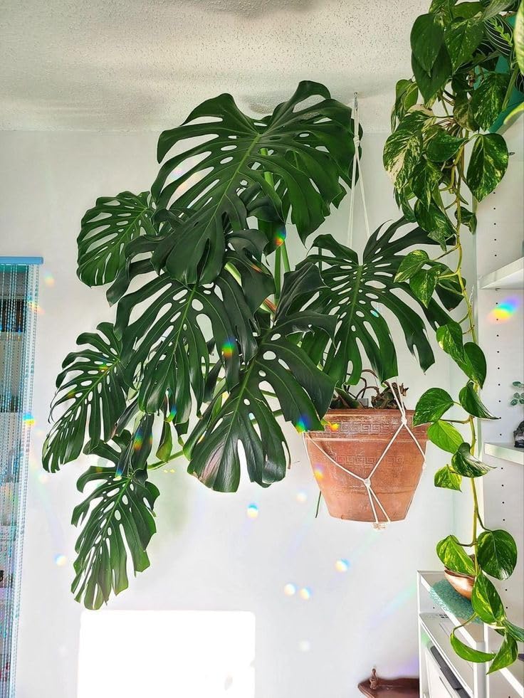 Monstera Plant Live, Rare Tropical Monstera Well Rooted, Live Philodendron Indoor Houseplant 4-8 Inches Ready to Grow (Deliciosa Monstera)