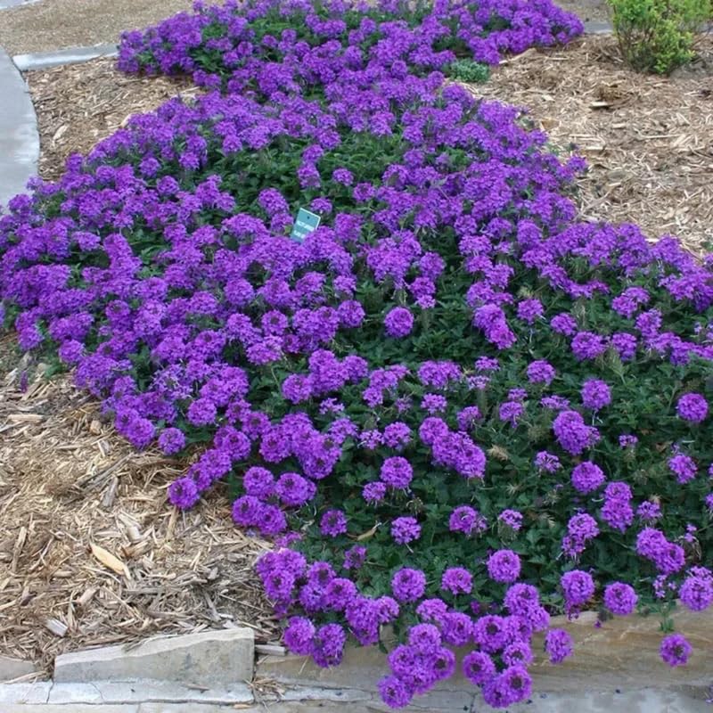 3 Trailing Perennial Purple Verbena Plants, 5-10 Inches Tall Verbena Bushes Shrubs, Well Rooted