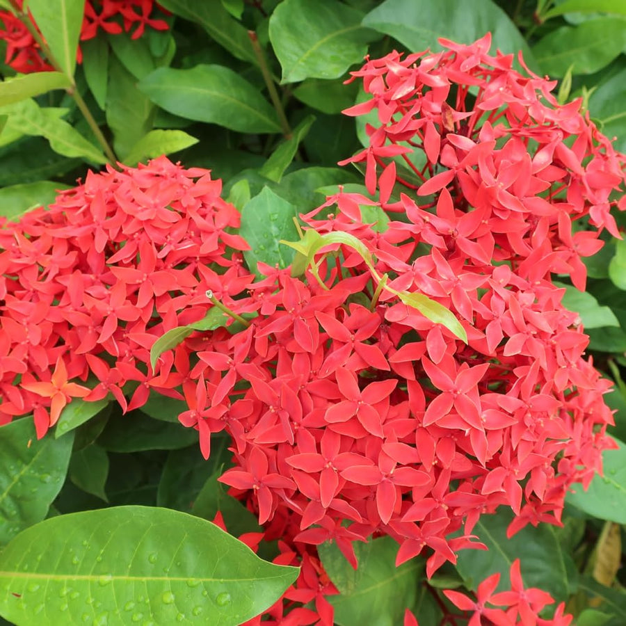 2 Dwaft Ixora Plants Live, Flowers Plants, Live Ixora Plant from 4 Inc Tall Well Rooted (Red)