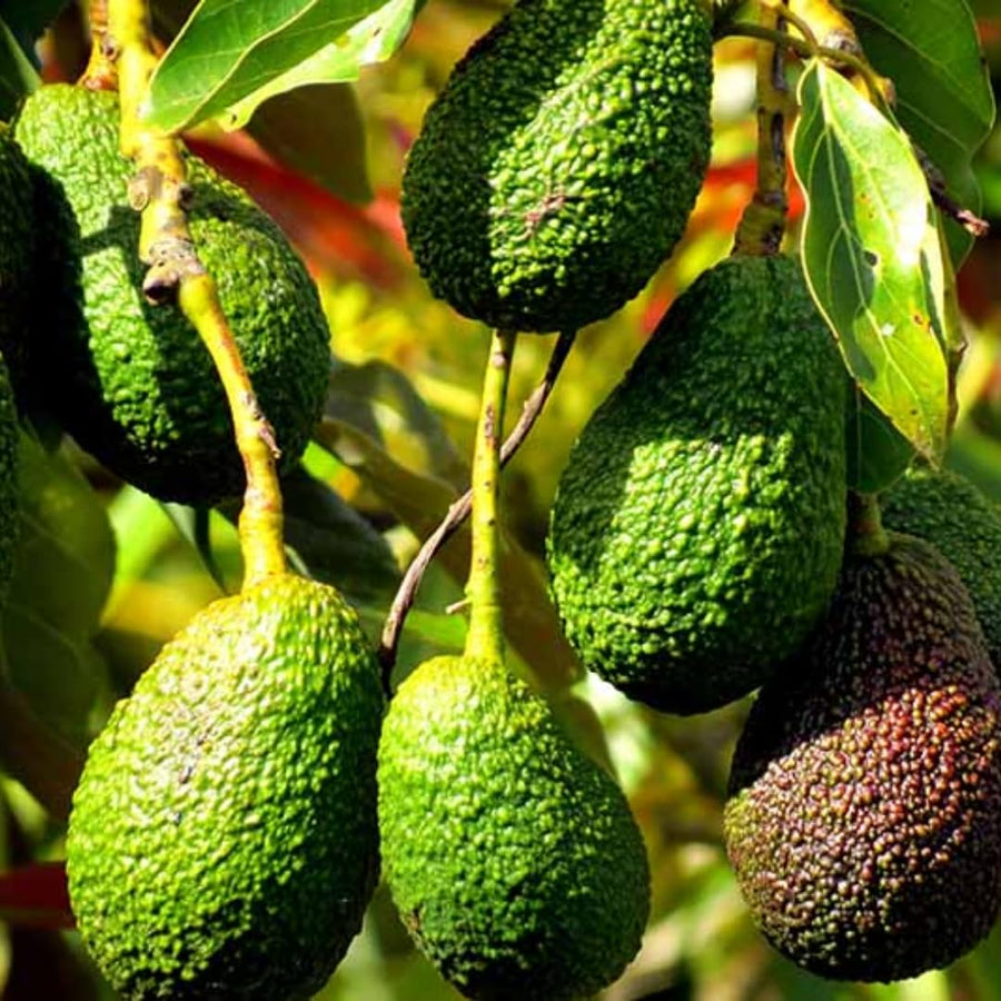 2 HASS Avocado Trees Live Plants Seedling, 5-10" in Tall, Cold Hardy Avocados Plant Tropical, HASS Avocado Plant Stater Size