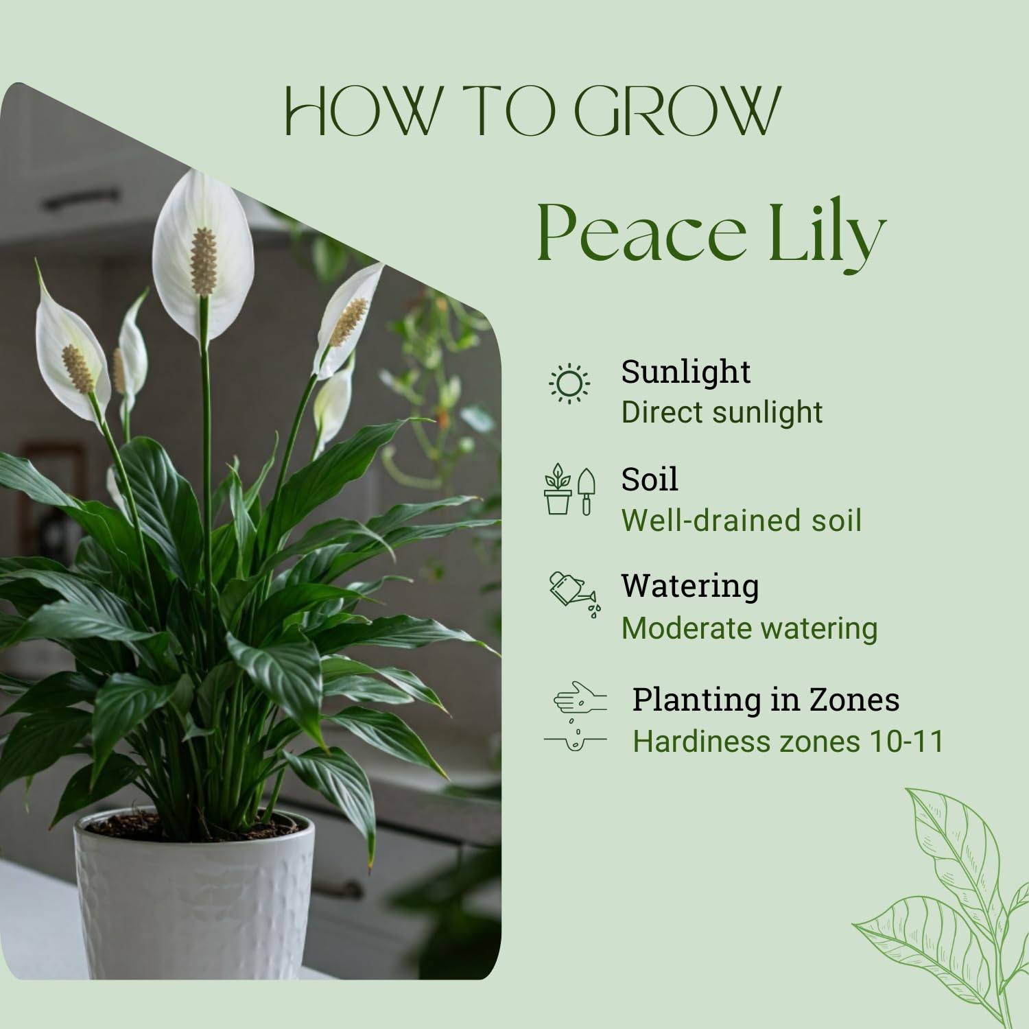 Peace Lily Plant with White Blooms, Well Rooted Peace Lily House Plant, White Flower 4-6 Inches Tall, No Pot