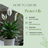 Peace Lily Plant with White Blooms, Well Rooted Peace Lily House Plant, White Flower 4-6 Inches Tall, No Pot