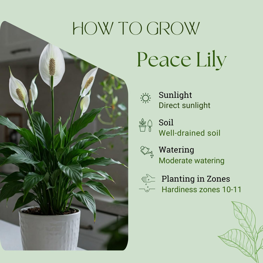 Peace Lily Plant with White Blooms, Well Rooted Peace Lily House Plant, White Flower 4-6 Inches Tall, No Pot
