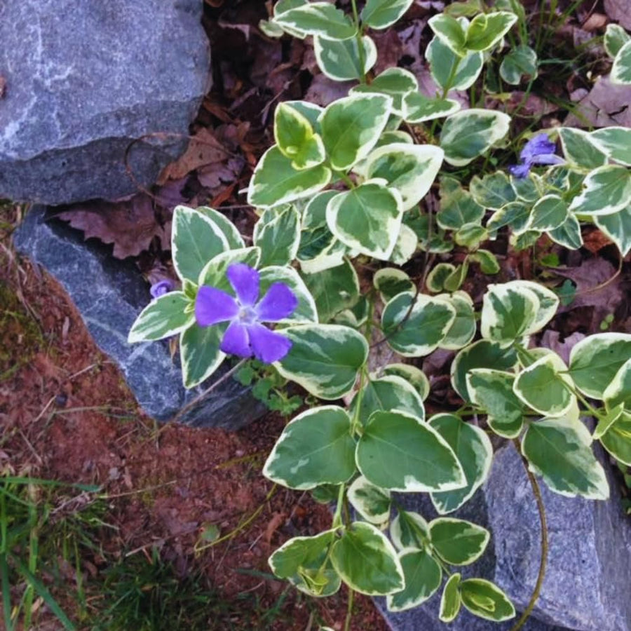 24 Variegated Vinca Plants Live, Vinca Plants Live, Vinca Ground Cover Vine Bare Roots from 6 Inc Tall Garden