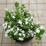 White Jasmine Plant, Fragrant Jasmine Flower Vine 4-8 Inches Well Rooted for Container, Hanging Basket Growing