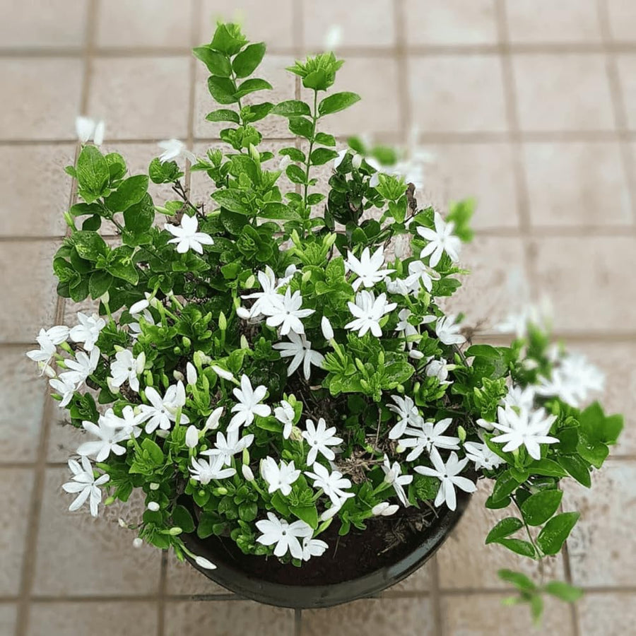 White Jasmine Plant, Fragrant Jasmine Flower Vine 4-8 Inches Well Rooted for Container, Hanging Basket Growing