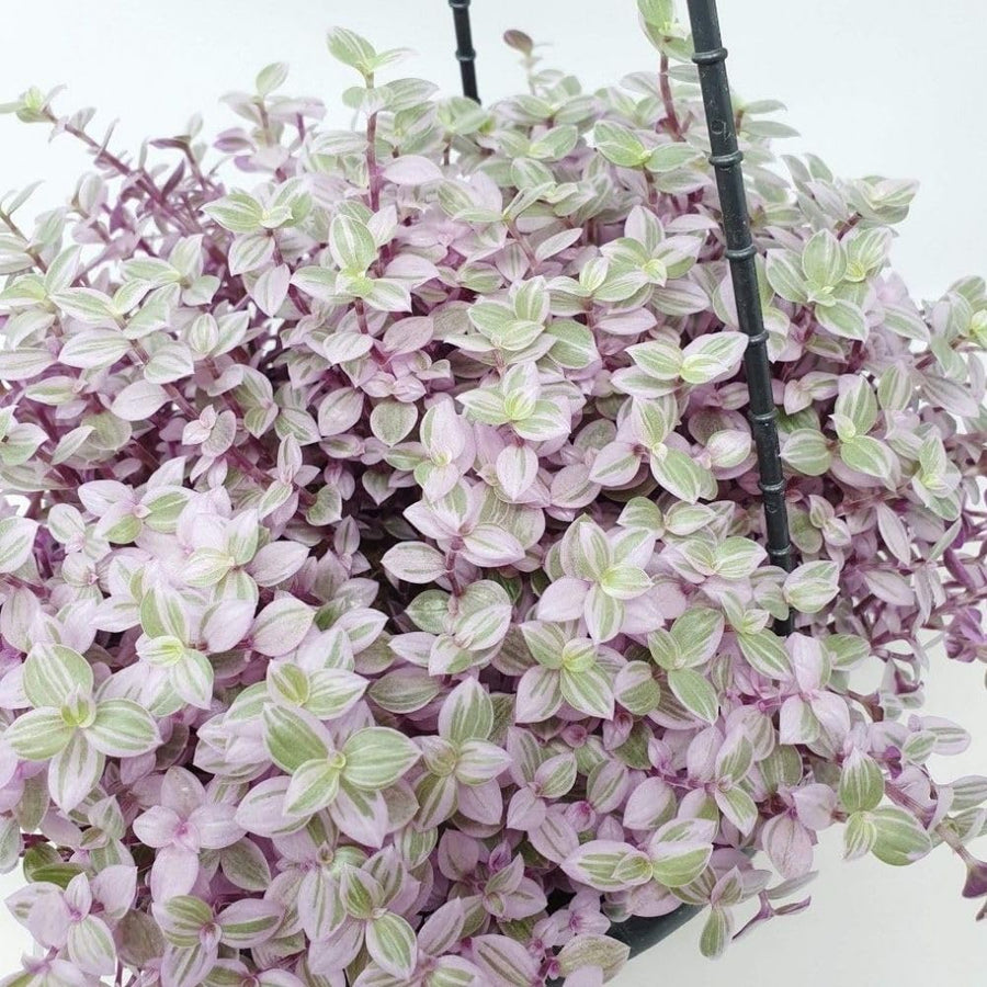 Pink Tradescantia Callisia Repens Plant, 2 Inch Pot, Pink Turtle Vine Succulent, Fully Rooted Live Houseplant for Indoor Planting