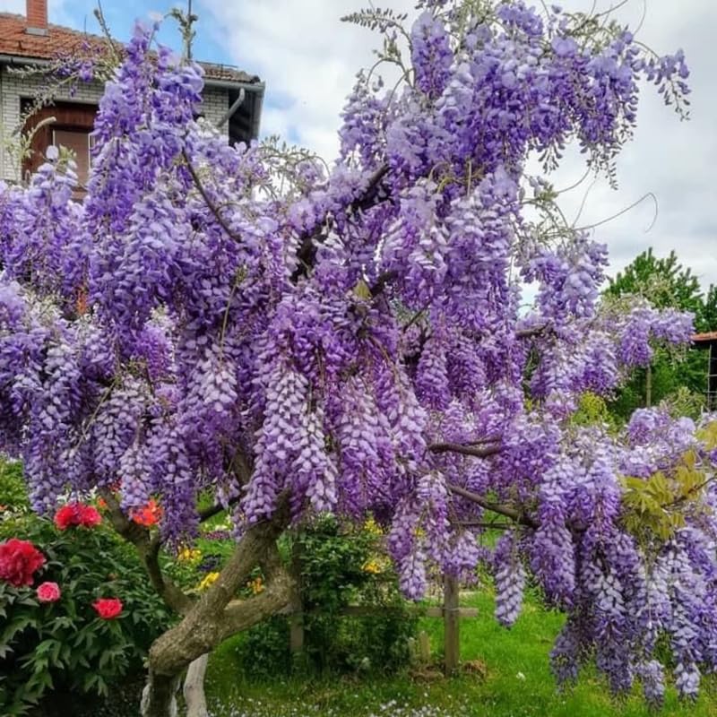 Purple Wisteria Live Plant, 2.5 Inch Pot - 6-12 Inch Tall Flowering Vine, Climbing Wisteria for Garden