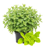 Fresh Strawberry Mint Live Plant No Pot, Mint Herb Live Plant for Indoor Outdoor Growing, Spring Planting