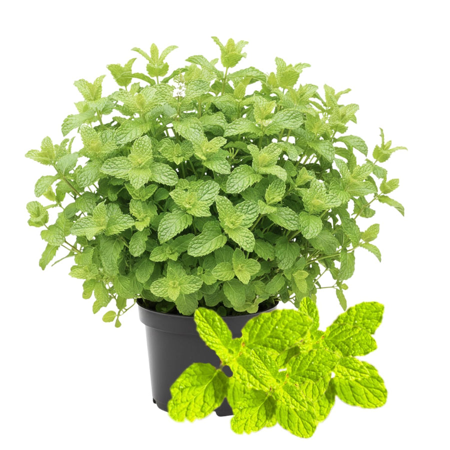 Fresh Strawberry Mint Live Plant No Pot, Mint Herb Live Plant for Indoor Outdoor Growing, Spring Planting