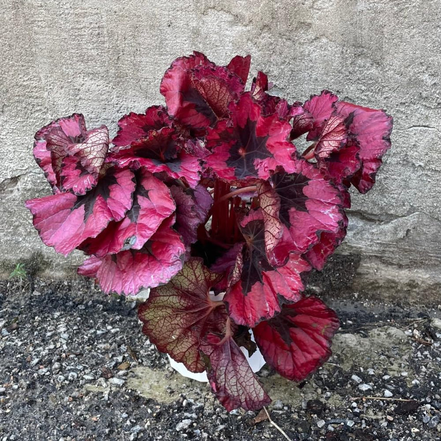 Pack 3 Burgundy Begonia Plants, Begonia Houseplant Well Rooted, 3 to 5 Inches
