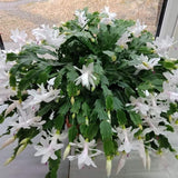 White Thanksgiving Cactus in 4" Pot for Spring Planting, Indoor Outdoor Home Decor