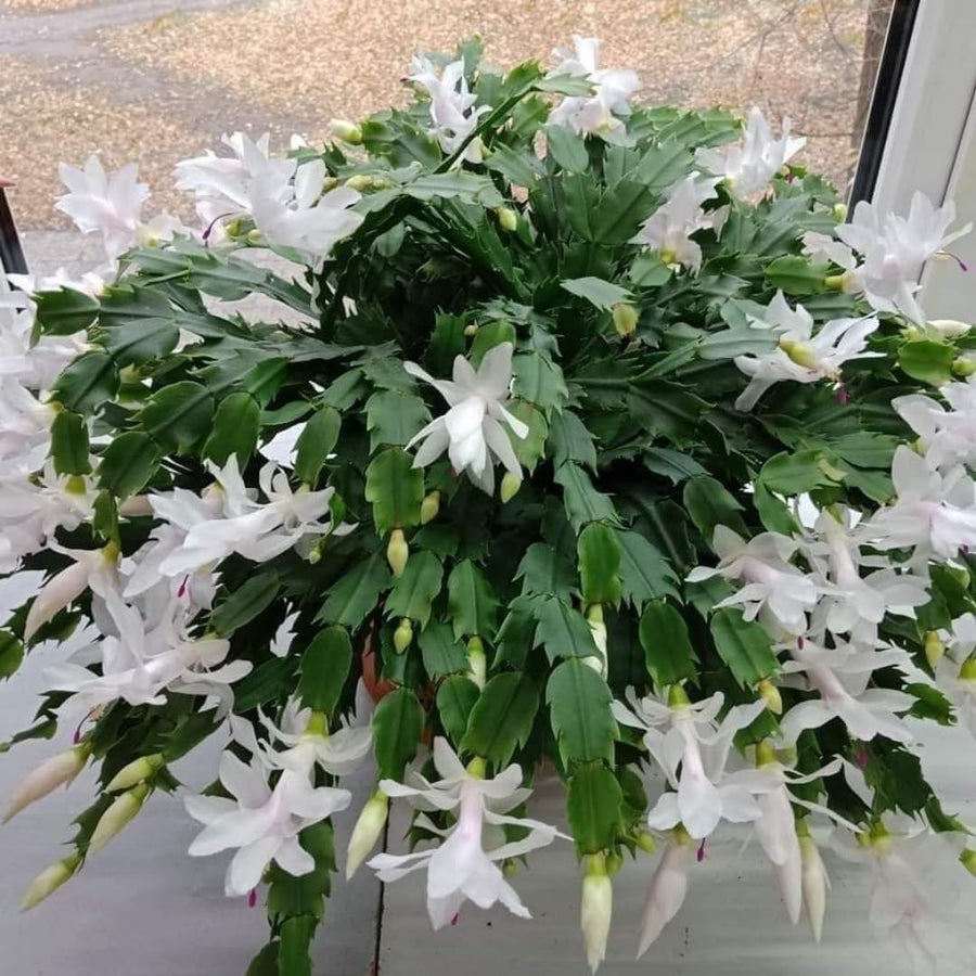 White Thanksgiving Cactus in 4" Pot for Spring Planting, Indoor Outdoor Home Decor