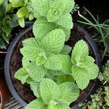 Apple Mint Herb Live Plant in 4.5 Inch Pot, Fragrant Mint for Easy Growing Garden and Patio, 6-9 Inch Starter Mints