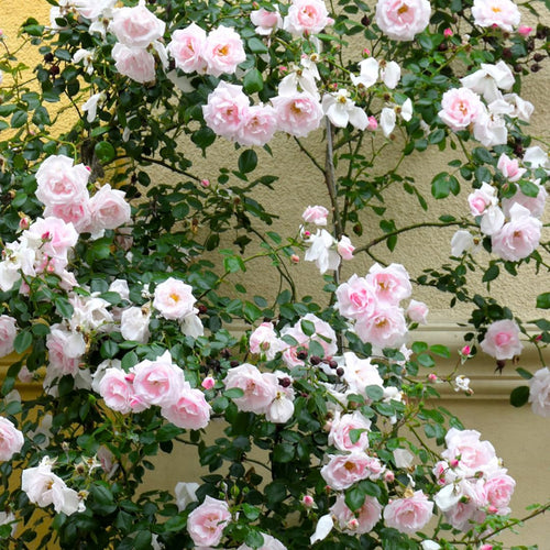 New Dawn Climbing Rose Live Plant, Fragrant Rose Bush Ready to Plants, Zone 5 to 9, Size 5 to 7 Inches and Bare Root