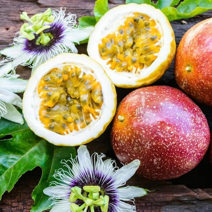 Purple Passion Fruit Plant Live, 10-12 Inches Tall in 4 Inch Pot, Passiflora Tropical Vine for Outdoor Growing, Passionfruit Seedling