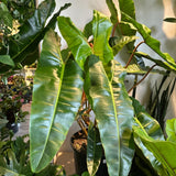 Philodendron Live Plant, Rare Houseplant, 5-8" Tall Tropical Foliage Indoor Plant for Decoration Home Garden (Heart-Shaped Long Leaf Philodendron)