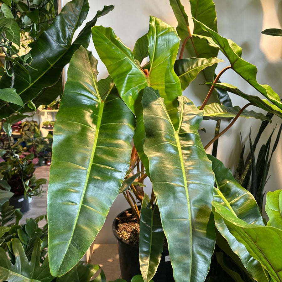 Philodendron Live Plant, Rare Houseplant, 5-8" Tall Tropical Foliage Indoor Plant for Decoration Home Garden (Heart-Shaped Long Leaf Philodendron)