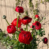 Ranunculus Bulbs, 25 Ranunculus Bulbs, French Peony Style Buttercup Corms, Spring Blooming Garden Flowers, Vibrant Flower Plant (Red Ranunculus)