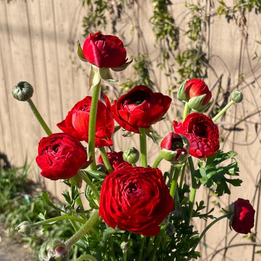 Ranunculus Bulbs, 25 Ranunculus Bulbs, French Peony Style Buttercup Corms, Spring Blooming Garden Flowers, Vibrant Flower Plant (Red Ranunculus)