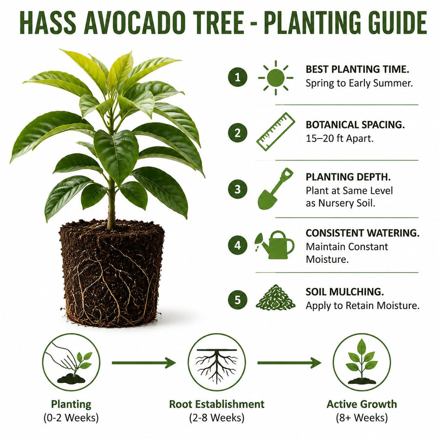 HASS Avocado Tree Live Plant, Avocado Fruit Tree for Garden or Container Growing, Well Rooted 6-10 Inches, Zones 9–11