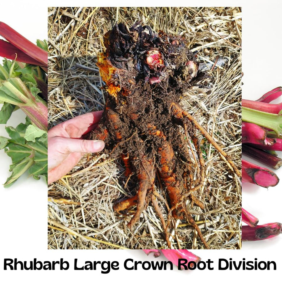 5 XL Size Rhubarb Crowns for Planting, Fast-Growing, Rhubarb Root Division Plant, High Yield, Rich Flavor, Red Stalks