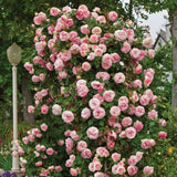 Rose Live Plant, Climbing Roses Plant Live, 5 to 8" Tall, 5 Months Old Fragrant Climber Plant for Planting, No Leaf, Trim Back, Well Rooted, Bare Root (Vibrant Light Pink)