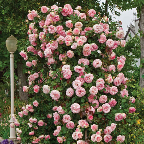 Rose Live Plant, Climbing Roses Plant Live, 5 to 8" Tall, 5 Months Old Fragrant Climber Plant for Planting, No Leaf, Trim Back, Well Rooted, Bare Root (Vibrant Light Pink)