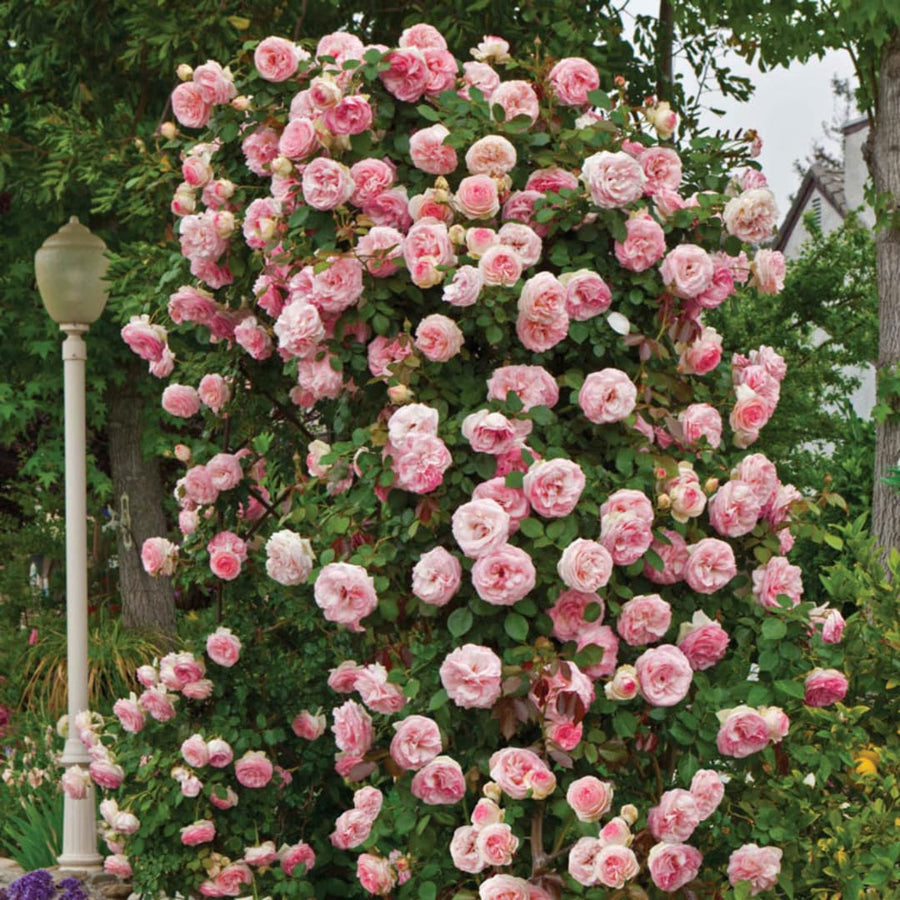 Rose Live Plant, Climbing Roses Plant Live, 5 to 8" Tall, 5 Months Old Fragrant Climber Plant for Planting, No Leaf, Trim Back, Well Rooted, Bare Root (Vibrant Light Pink)