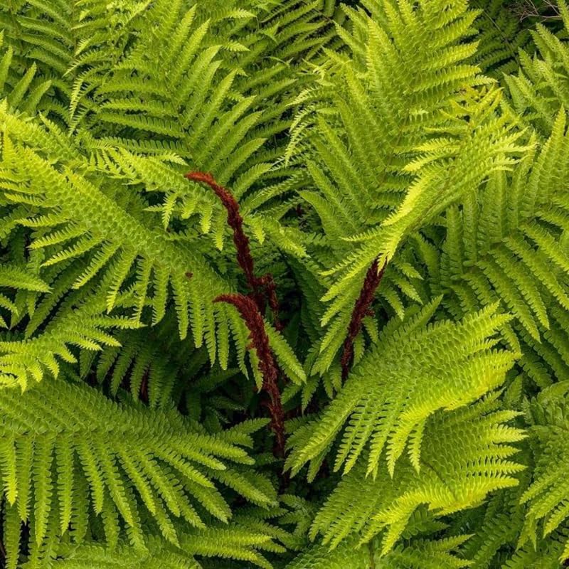 10 Cinnamon Fern Rhizomes, Hardy Perennial Fern Plants for Garden, Fast-Growing Ferns Starter Roots