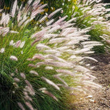 2 White Fountain Grass Live Plants, Perennial Grass Clumps for Outdoor Landscaping Growing, Ornamental Grasses Ready to Grow 4-9 Inches