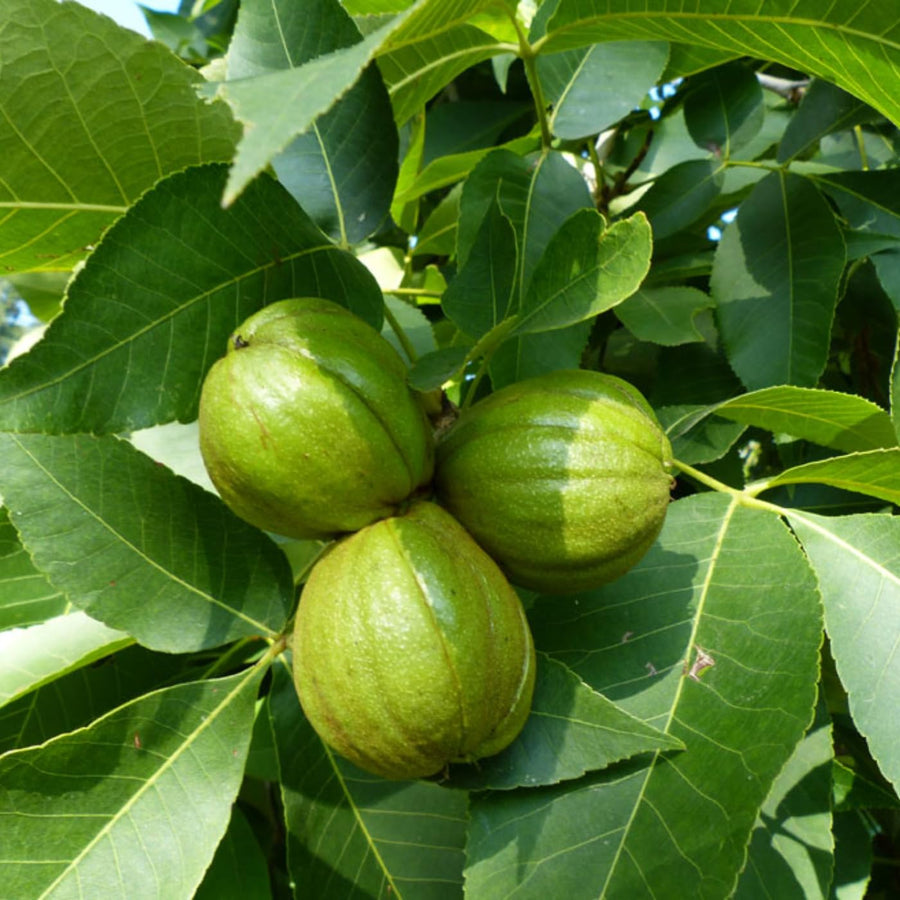 Black Walnut Tree Live Plant – 6–12 Inches Tall in Pot, Dormant in Winter, Well-Rooted 1-Year-Old Tree, Butternut-Like, Hardy Outdoor Planting
