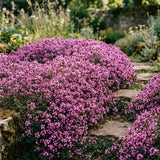 3500 Creeping Thyme Seeds, Creeping Thyme Seeds for Planting, Thymus serpyllum, Ground Cover Seed for Outdoor Planting
