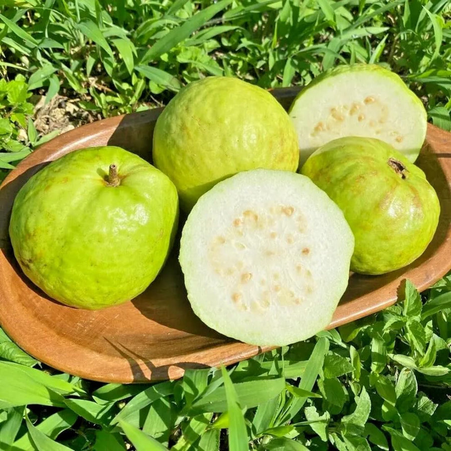 3 White Guava Trees Live Plants, 6-8" in 4" Pot, Sweet White Guava Trees for Gardening