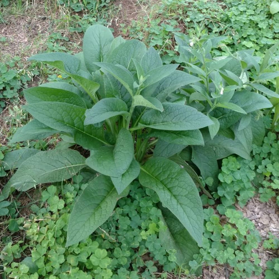 10 Comfrey Roots, Comfrey Plants Live Roots for Planting Outdoor Garden, Fast Growing Perennial Herb Plant