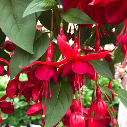 2 Hanging Fuchsia Plants Well Rooted for Growing, 5 to 7 Inc in Height Red Fuchsia Live Plants Flower